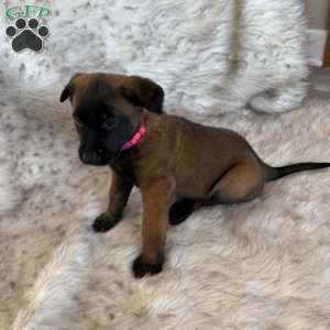 Pink, Belgian Malinois Puppy